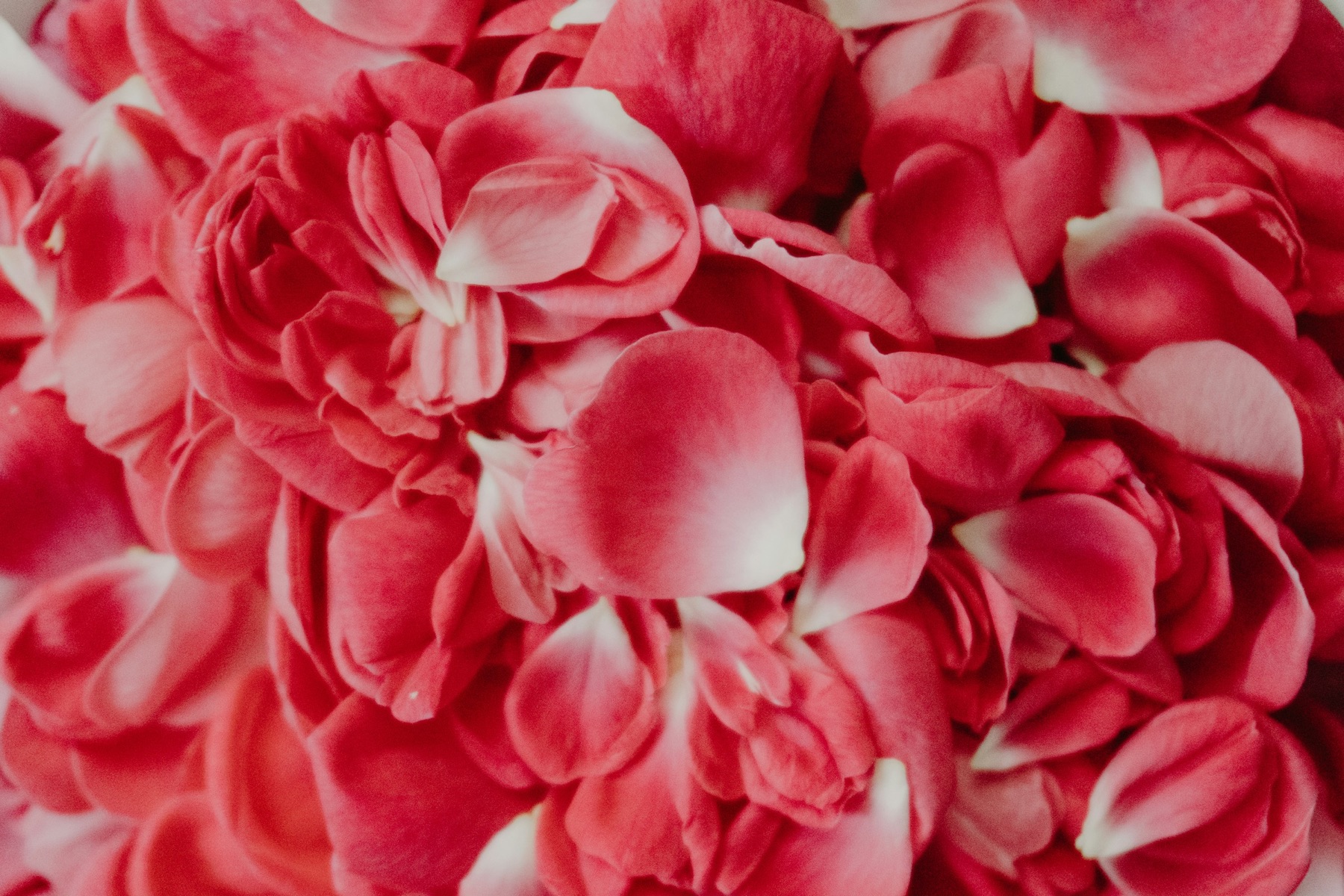 Close-up of soft pink rose petals, evoking a relaxing spa treatment